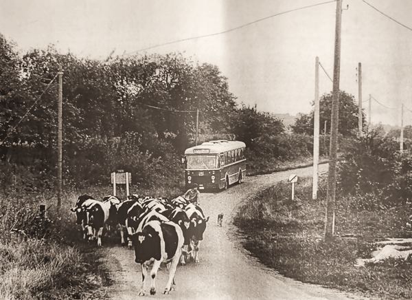 Le troupeau croise l'autocar vicinal à l'entrée du village.